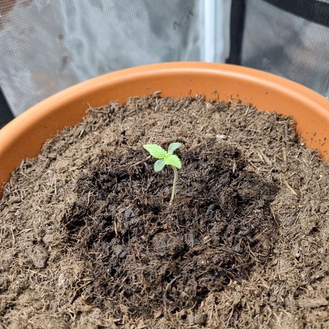 Patricia's Bitch Ass growlog timeline photo