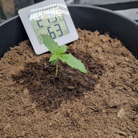 Melissa Bomb growlog timeline photo