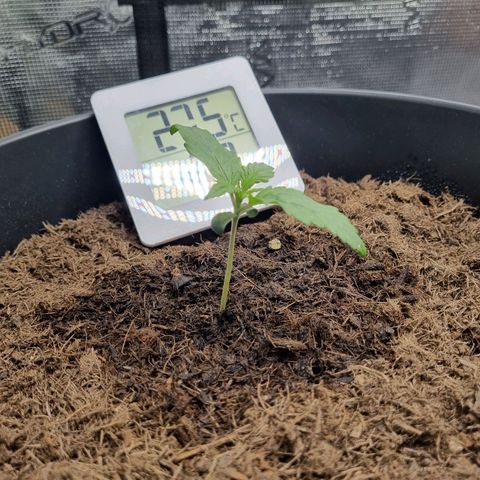 Melissa Bomb growlog timeline photo