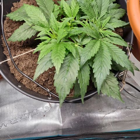 Bettii growlog timeline photo