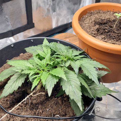 Bettii growlog timeline photo