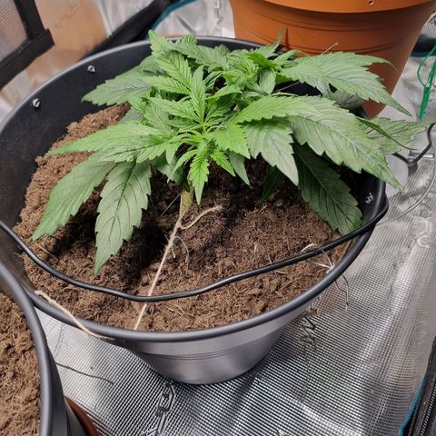 Bettii growlog timeline photo