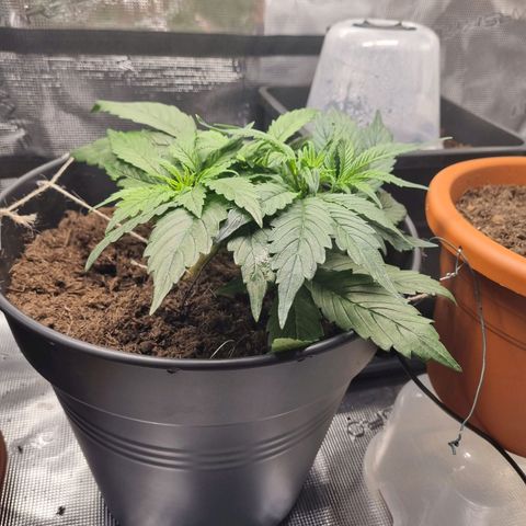 Bettii growlog timeline photo