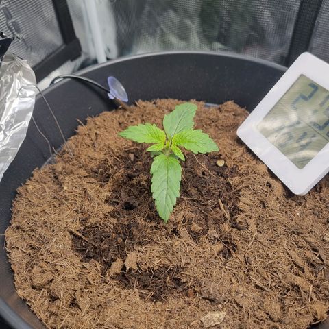 Melissa Bomb growlog timeline photo