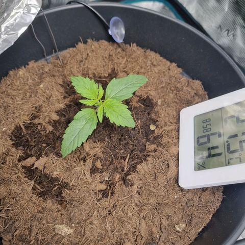 Melissa Bomb growlog timeline photo