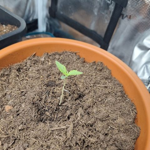 Patricia's Bitch Ass growlog timeline photo