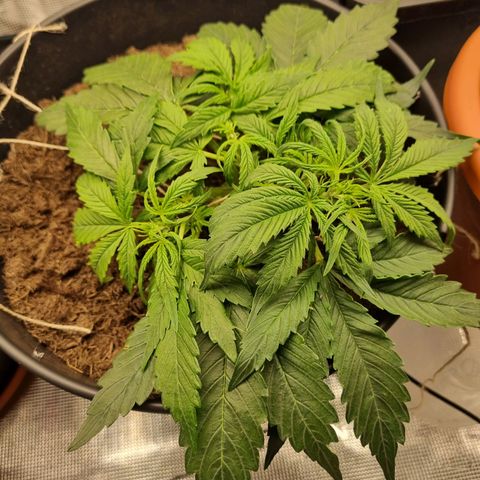 Bettii growlog timeline photo
