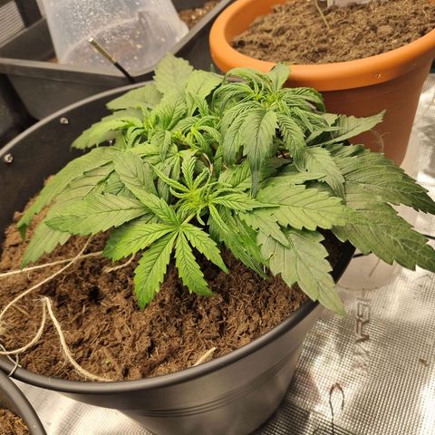 Bettii growlog timeline photo