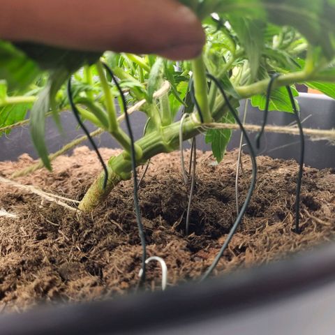 Bettii growlog timeline photo