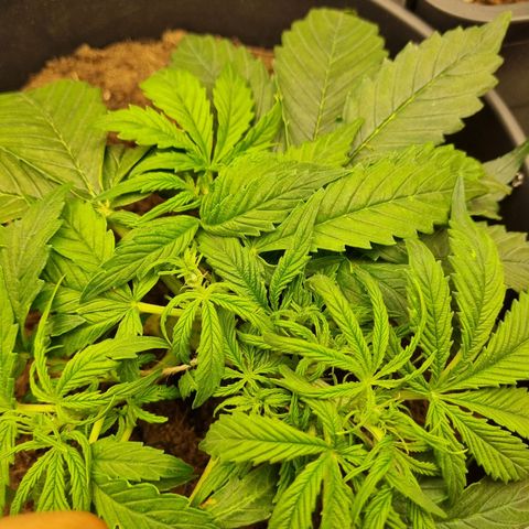 Bettii growlog timeline photo