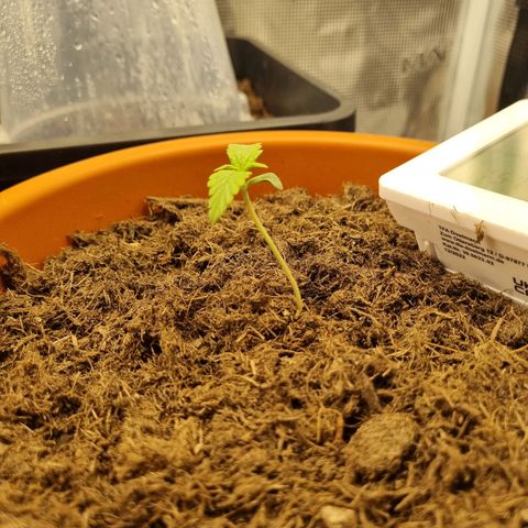 Patricia's Bitch Ass growlog timeline photo