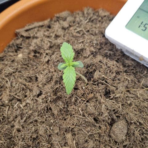 Patricia's Bitch Ass growlog timeline photo