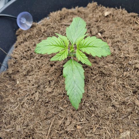 Melissa Bomb growlog timeline photo