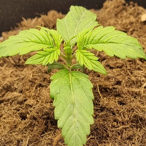 Melissa Bomb growlog timeline photo