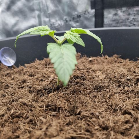 Melissa Bomb growlog timeline photo