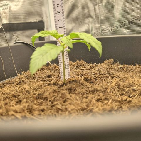 Melissa Bomb growlog timeline photo