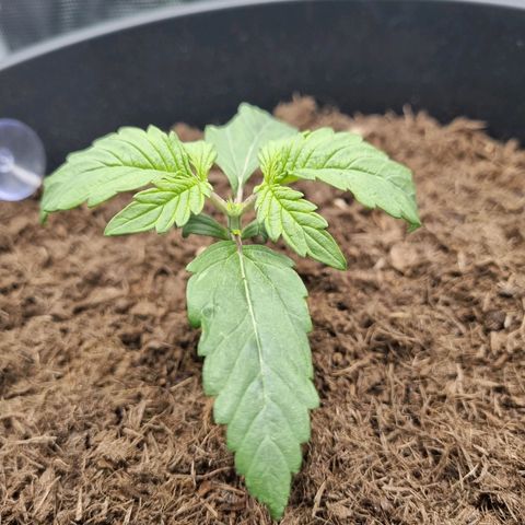 Melissa Bomb growlog timeline photo