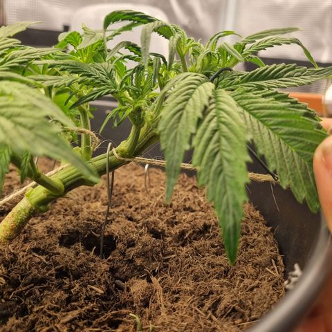 Bettii growlog timeline photo