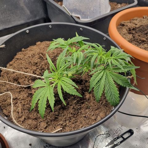 Bettii growlog timeline photo