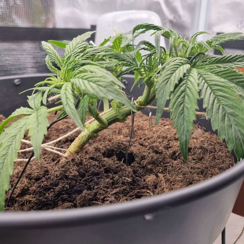 Bettii growlog timeline photo