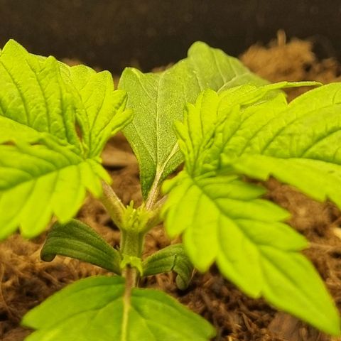 Melissa Bomb growlog timeline photo