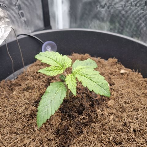 Melissa Bomb growlog timeline photo