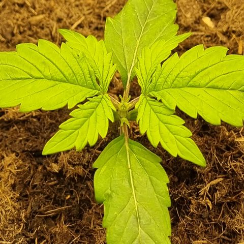 Melissa Bomb growlog timeline photo