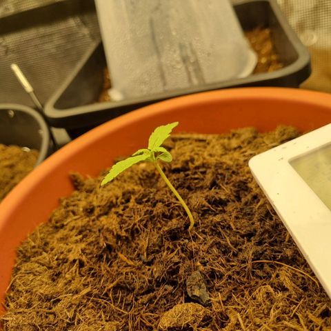 Patricia's Bitch Ass growlog timeline photo