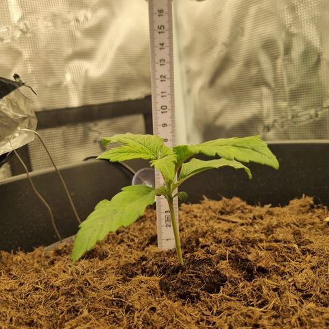 Melissa Bomb growlog timeline photo