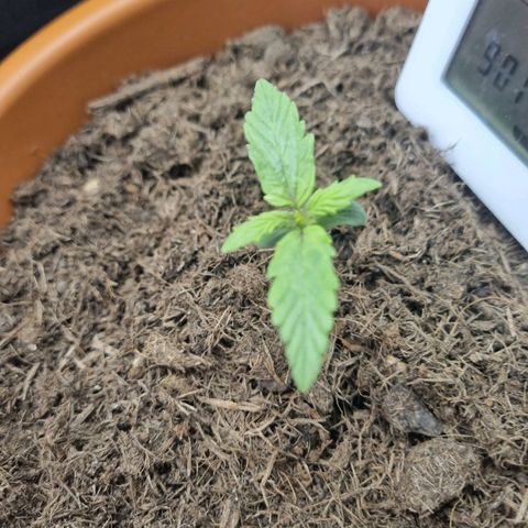 Patricia's Bitch Ass growlog timeline photo