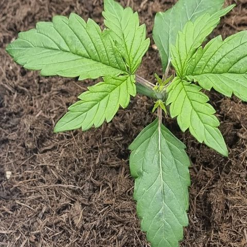 Melissa Bomb growlog timeline photo