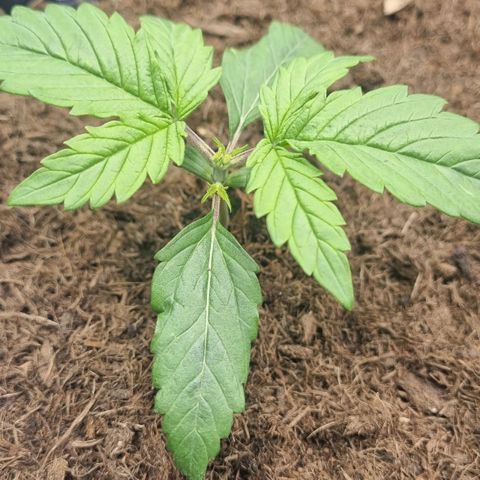 Melissa Bomb growlog timeline photo
