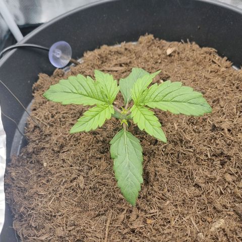 Melissa Bomb growlog timeline photo