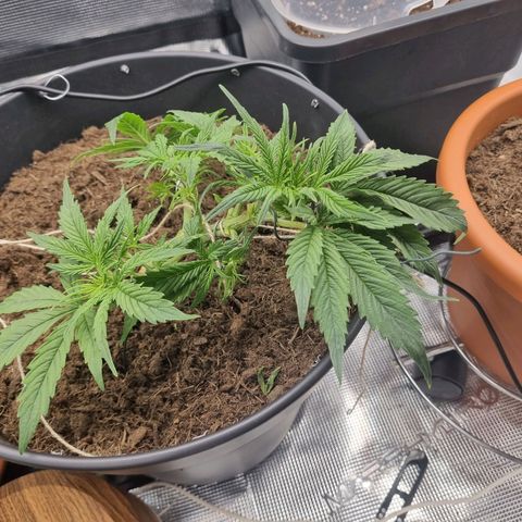 Bettii growlog timeline photo
