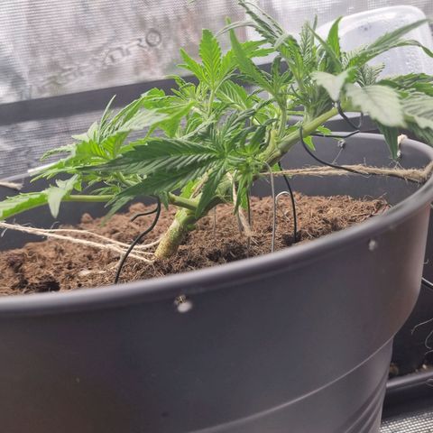 Bettii growlog timeline photo