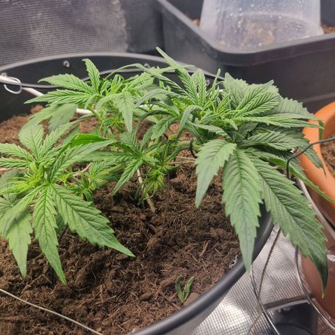 Bettii growlog timeline photo