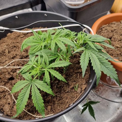 Bettii growlog timeline photo