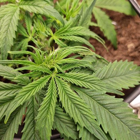Bettii growlog timeline photo
