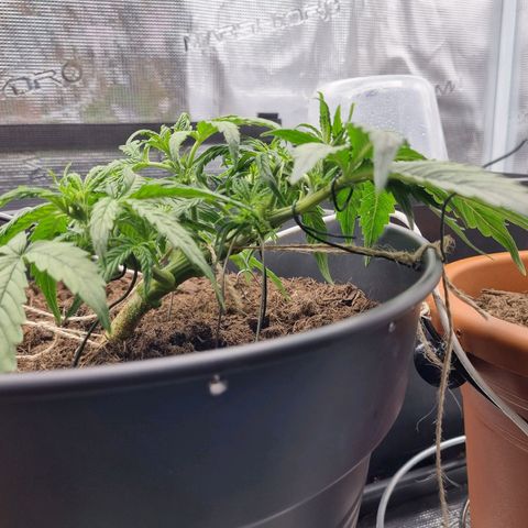 Bettii growlog timeline photo