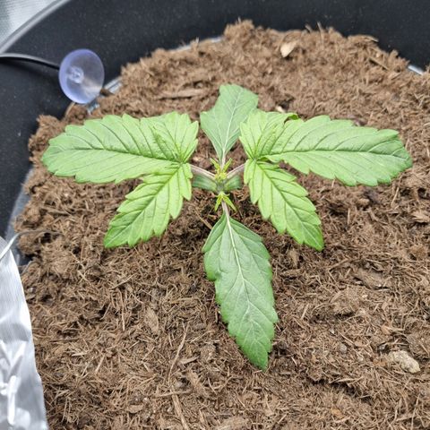Melissa Bomb growlog timeline photo