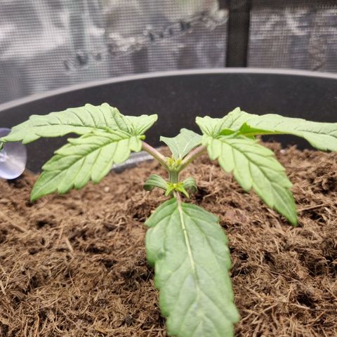 Melissa Bomb growlog timeline photo