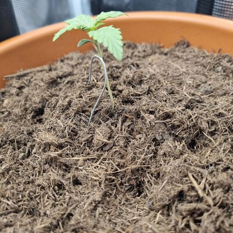 Patricia's Bitch Ass growlog timeline photo