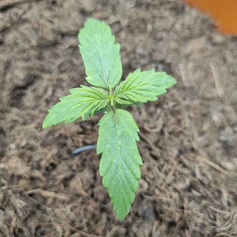 Patricia's Bitch Ass growlog timeline photo