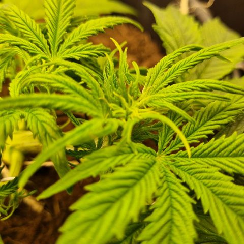 Bettii growlog timeline photo