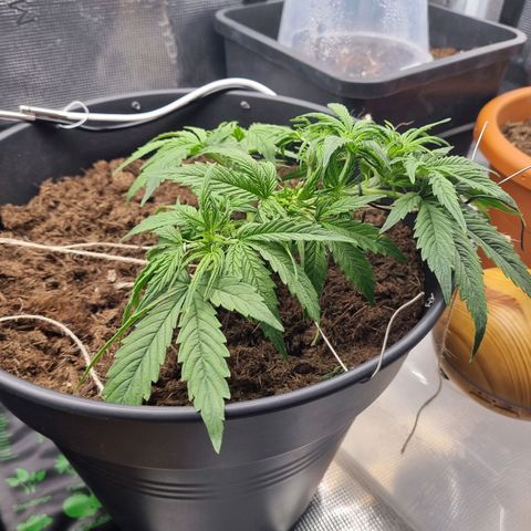Bettii growlog timeline photo