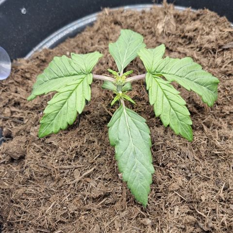Melissa Bomb growlog timeline photo