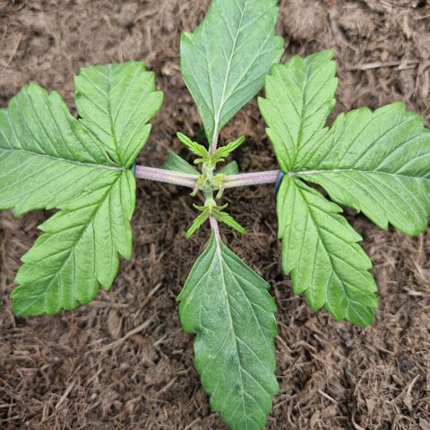 Melissa Bomb growlog timeline photo