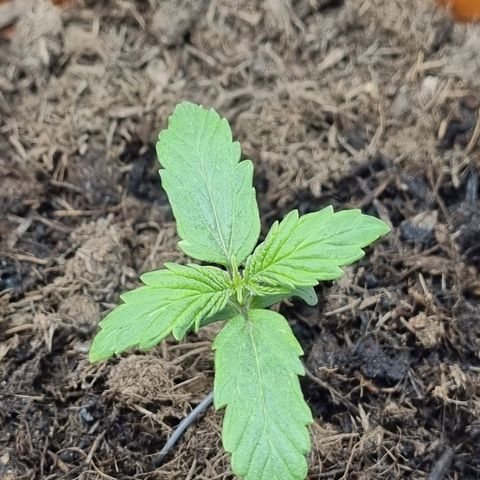 Patricia's Bitch Ass growlog timeline photo