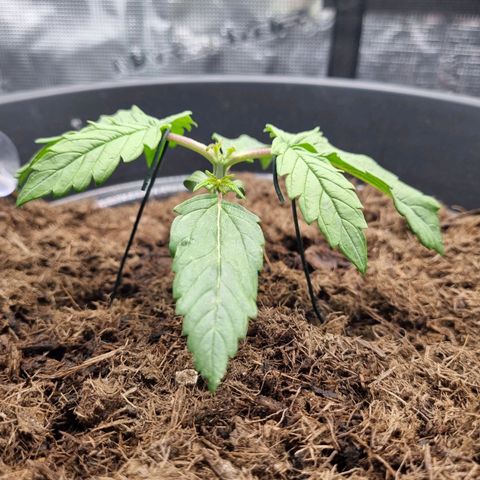 Melissa Bomb growlog timeline photo