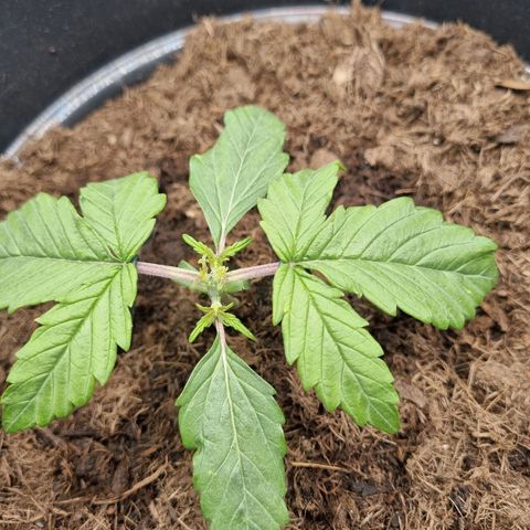 Melissa Bomb growlog timeline photo